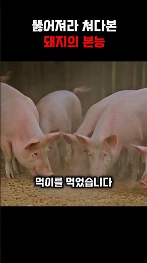 뚫어져라 쳐다본 돼지의 본능