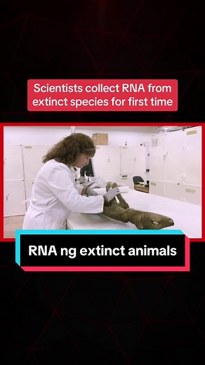 Matagumpay na na-extract ng mga scientist ang RNA molecules mula sa isang specimen ng isang Tasmanian tiger na higit isang siglo na ang tanda. Naging extinct ang hayop na ito noong 1936. Ayon sa researcher na si Love Dalen, hindi layon ng kanilang pananaliksik na muling buhayin ang species pero marami aniya itong pwedeng paggamitan gaya na lamang ng pag-aaral sa RNA viruses. #News5 #NewsPH #BreakingNewsPH #SocialNewsPH