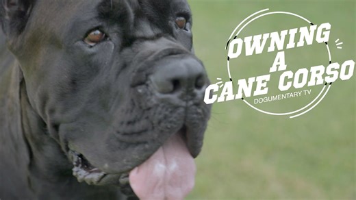 Cane Corso: The best dog for protecting your home (and family)?