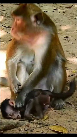 Life of Monkeys: The baby monkey was beaten badly because its mother disapproved of its behavior.