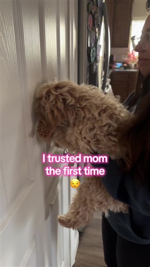 My snoot floofed right into the door 😭😒 #cockapoo #puppy #fluffypuppy #puppytiktok #puppytiktok