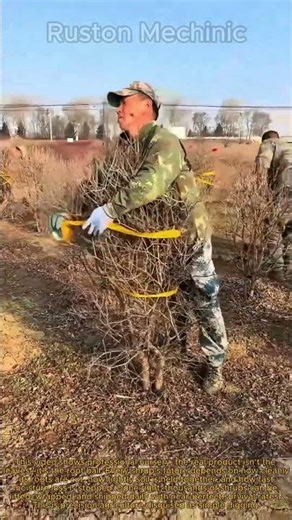 The Secret to Perfect Root Balls Professional Nursery Digging Process