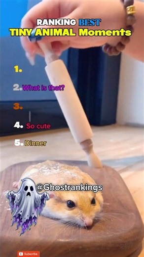 Ranking the BEST tiny animal moments 🥹 💀 CuteAnimals #AnimalMoments #GhostRanks #Ranking