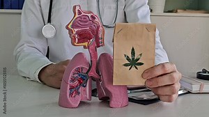 Effect of cannabinoids on body and lungs doctor holds a bag of marijuana and the respiratory system. Harm from using marijuana and cannabis