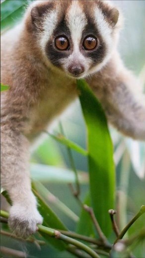 Moonlight Steps: The Slow Dance of the Sunda Slow Loris #wildlifeshorts #endangeredspecies