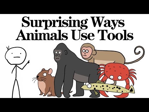 Surprising Ways Animals Use Tools！Animal Facts