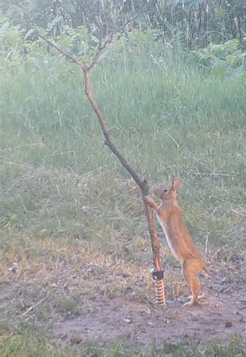 Enhance Trail Camera Efficiency with Licking Sticks