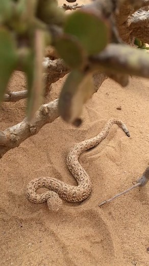 Why you should watch where you step! Peringueys Adder disappears into the sand. #snakes #fyp #africa #animalsoftiktok #herping