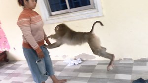 Hilarious Jason Spoiled Toss Clothes To Push Mom Aside Prevent Dress Up | Monkey Jason