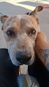 4.2K views · 165 reactions | *HIGHEST PRIORITY* "Senior in need of...