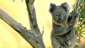 Secret Life of the Koala