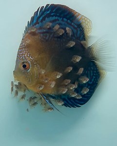 How mother Discus fish feed their babies through their skin 🐠😯 | Furry Tails