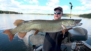 9.7K views · 143 reactions | Having your MUSKIE gear balanced (Rod-Reel-Line-Lure) is very important for many reasons. Jeff Simpson & Jeremy Smith talk about their set up while fishing on the Winnipeg River system, which flows out of Lake of the Woods. #stcroixrods #daiwausa #sufixline | Lindner's Angling Edge | Facebook