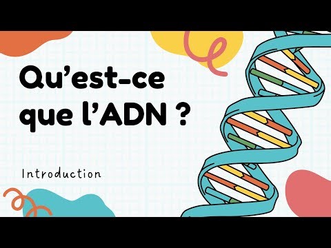 Qu’est-ce que l’ADN ? Explication simple et rapide