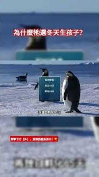 南極極寒生存奇蹟！帝企鵝如何在地獄般的暴風雪中孵蛋？🐧 | The Incredible Survival of Emperor Penguins