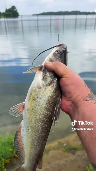 Best Bait for Catch Clean and Cook Fishing