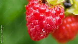 close up berry bunch raspberry growing on a branch, drop of water falling on ripe raspberry slow motion, macro raspberry in the garden