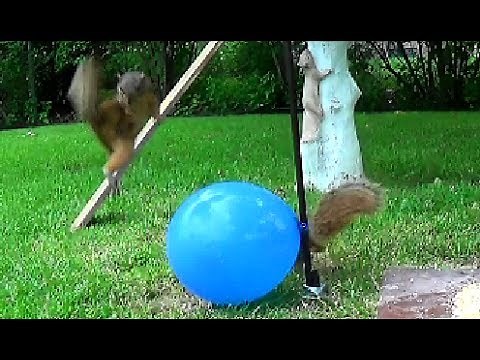 Huge Balloon Pops by Squirrel