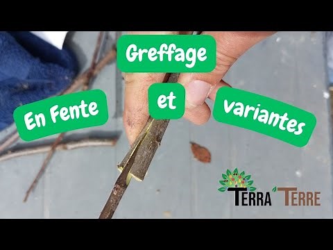 Greffe en Fente: Technique et variantes