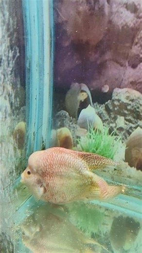 Relaxing Ocean View with Dora Fish 🐠💙 #UnderwaterBeauty #Shorts