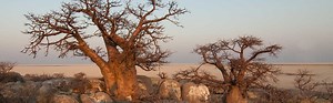 The Versatile Baobab Trees In Zimbabwe - 2025 Top Facts