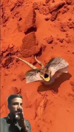 🦎 Frilled Lizard 40 MPH Lizard! Close Encounter with a Frilled Dragon 😨😱