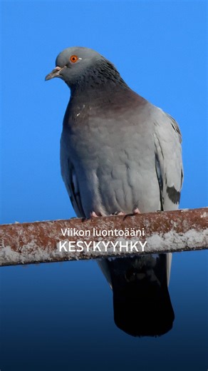 🕊️ Kur-ruu-kuu! Tunnistatko äänen? Se on tietysti kesykyyhky, meille kaikille tuttu pulu! Monesti parvissa elävä ja kaupunkikeskustoissa viihtyvä lintu on myös ensimmäisiä ihmisen kesyttämiä lintulajeja. Kesykyyhky on Viikon luontoäänenä 🎵 📻 Kuuntele koko esittely Radio Suomessa tänään klo 14.45 tai Yle Areenassa! #viikonluontoääni #luontoääni #linnut #sunnuntai | Yle Radio Suomi