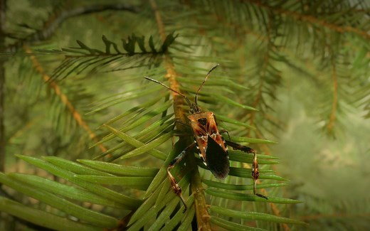 昆虫模拟器《Insect Worlds》现已开放试玩Demo，2月24号上线