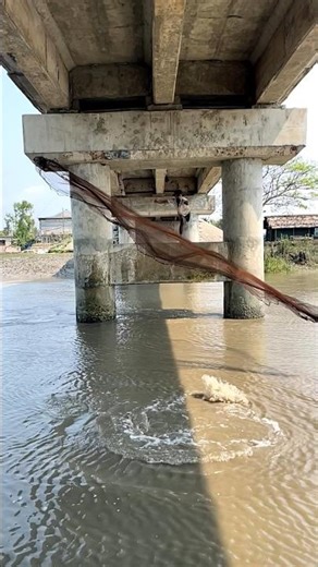 Amazing net throw target big fish #castnetfishing #fishing #fishingequipment #fish #foryou