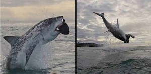 Un grand requin blanc s'envole à plus de 4 mètres, le plus haut saut jamais filmé