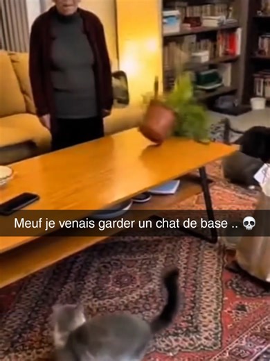 Elle vient juste garder un chat… et découvre la guerre totale 😹🐾 Une fille vient faire du catsitting, pensant juste garder un chat tranquille… et tombe sur une vraie invasion de chats qui détruisent tout dans le salon. Miaulements, objets qui tombent, rires hors champ… elle reste bouche bée devant le chaos.