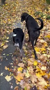 Another slinky hound dance number #dancingdog #autumnvibes #fallcolors #hounddog #fallvibes