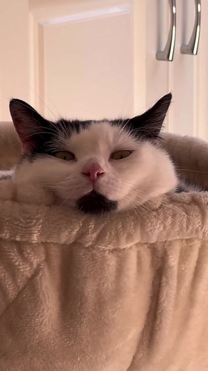 Keith the Cat Cow goes viral with zero fks given bow tie moment!