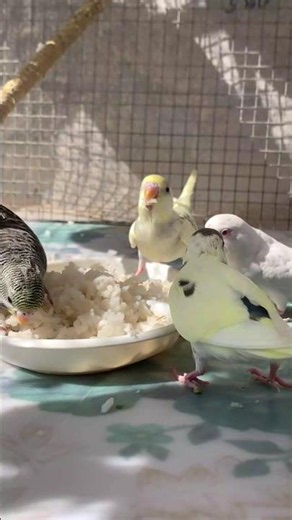 Day- 459 Budgies’ Healthy Soft Food Routine 🦜✨ #birdcare #petbirds #budgies #trending