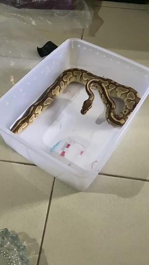 #ballphyton #fypgakni