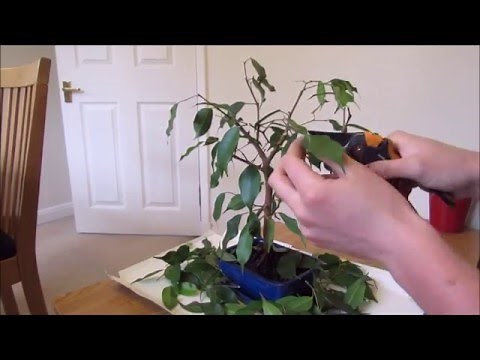Pruning And Defoliating A Ficus Bonsai