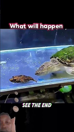 When the Turtle Strikes the Puffer Fish Explodes#trending#animals#wildlife#turtle#shortvideo