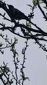 Mommy #magpie feeds baby! #backyardbirds