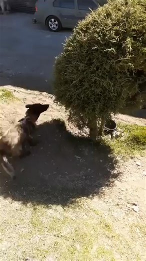 El perro ave | PANCHITO