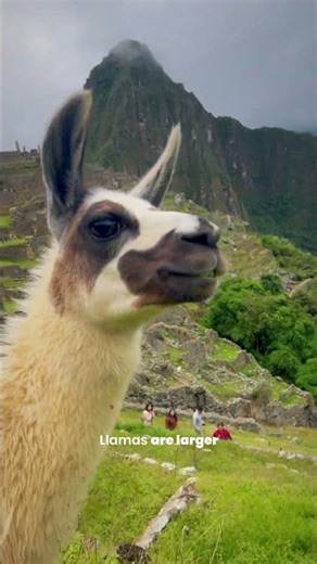 TEAM ALPACA 🦙 vs TEAM LLAMA 🐪 | Can You Spot the Difference?