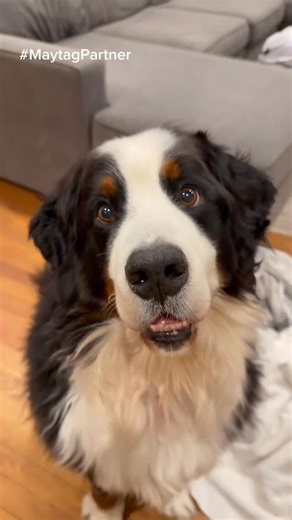 Walt and Gus | #MaytagAmbassador Shed happens 🐾 — but the Maytag® Pet Pro Top Load Washer and Dryer keeps life with dogs clean, fresh, and easy. Would... | Instagram