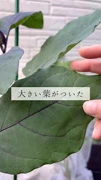 【#家庭菜園】【ナス】植え付け後の様子