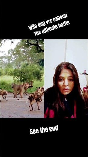 wild dog vrs baboon -the ultimate battle #wildanimals #animals #wildlife#shorts