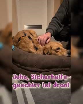 Neues von "Angsthund" Atreju 🥰 #hundeliebe #pflegestelle #zuhausegesucht