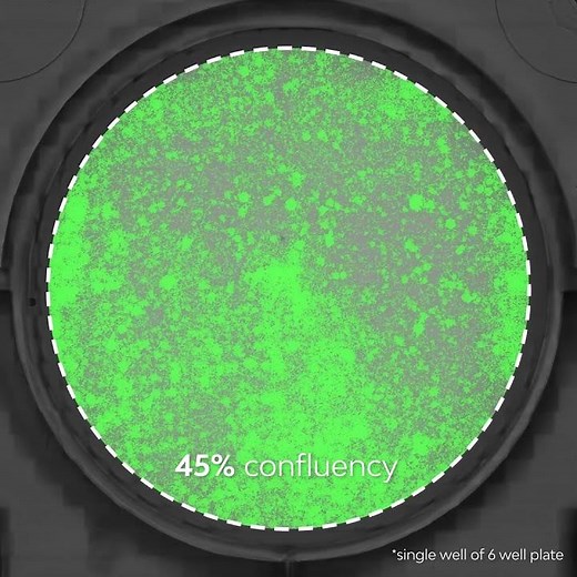 Whole Well Detection on the Omni Live Cell Imaging and Analysis Platform
