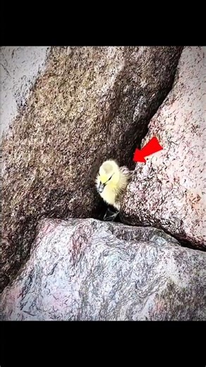 Everyone Thought the Duck Was Aggressive… But She Needed Help 🦆 💕