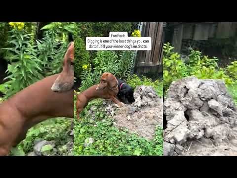 Dogs having fun digging a hole!😂😂