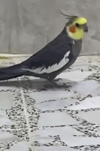 Cockatiel Birds: Funny Moments and Impressions