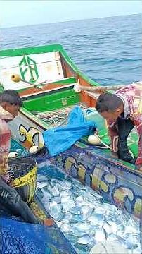 Ring Net Fishing Hauls Massive Moonfish Catch! #fishing #fish #fishingnet