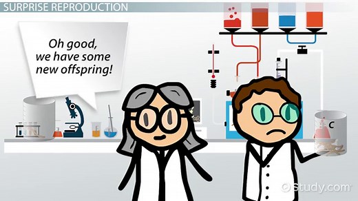 Platyhelminthes Reproduction, Classification & Features